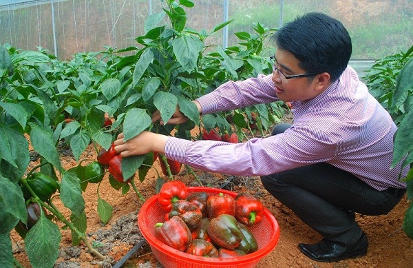 tham-quan-vuon-ot-o-da-lat-1