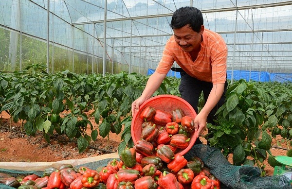 tham-quan-vuon-ot-o-da-lat-3