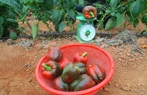 tham-quan-vuon-ot-o-da-lat-4