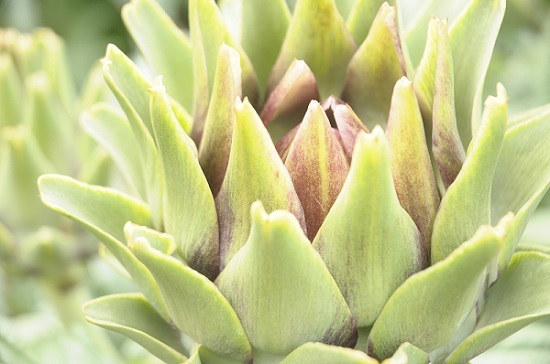 Atiso Da Lat lam dep