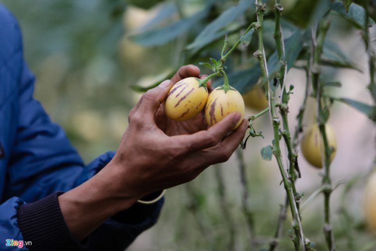 Dưa Pepino Đà Lạt – Trái Cây Độc Đáo Với Nhiều Dinh Dưỡng 