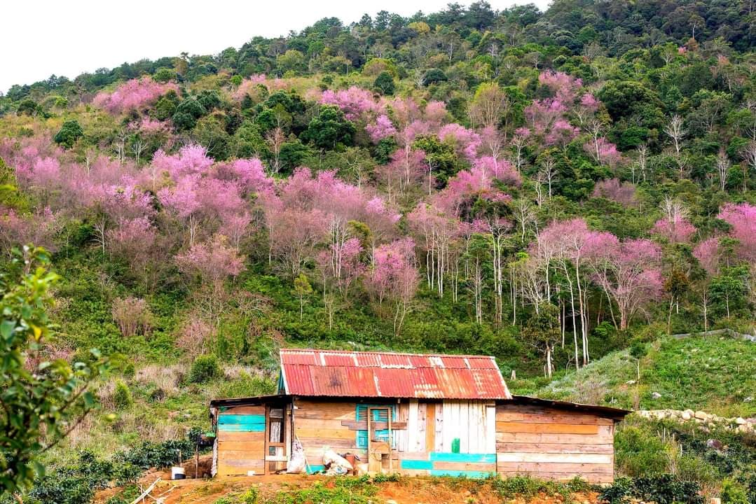 DaLaVi - Doanh nghiệp uy tín tại địa phương