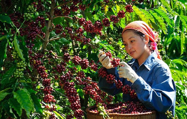 Giá cà phê hôm nay tại Đà Lạt, vì sao cafe tăng mạnh 