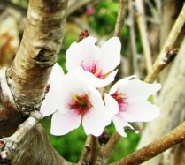Đà Lạt trồng thành công loài hoa đào đẹp nhất Nhật Bản