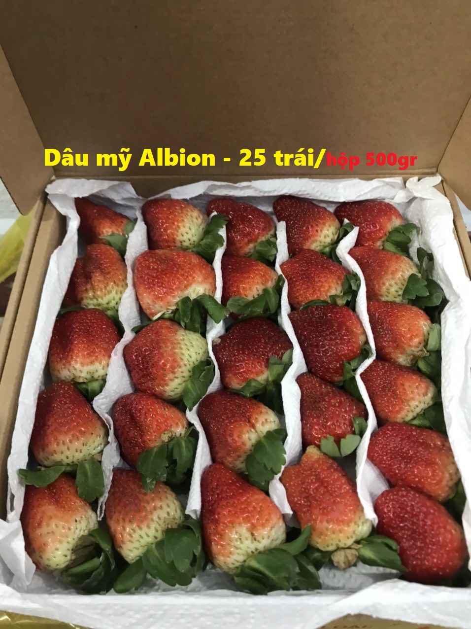 dau-my-albion-25