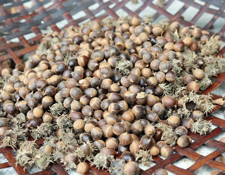 Hạt dẻ rừng (2kg)