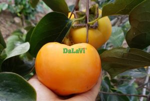 Top 7 quả hồng Đà Lạt được yêu thích trồng tại Lâm Đồng
