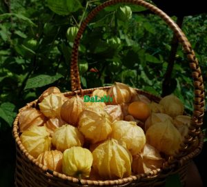 Top trái cây Lâm Đồng nổi tiếng, đặc sắc nên thử 1 lần