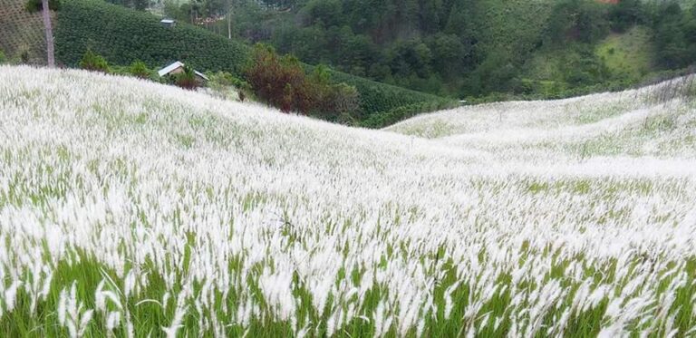 checkin-canh-dong-co-lau-dep-ngat-ngay-tai-da-lat-2