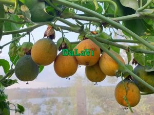 Chanh dây vàng hay chanh dây tím ngon hơn, nên mua ở đâu