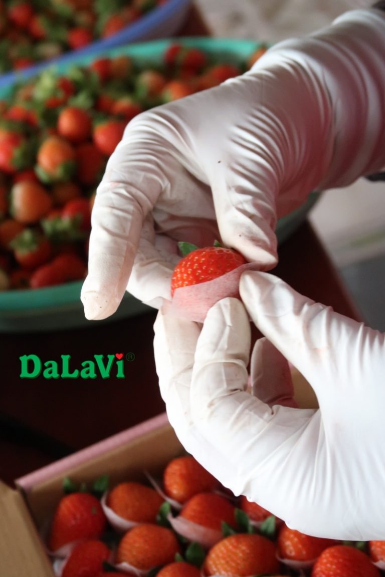 dong-goi-dau-tay-nhat