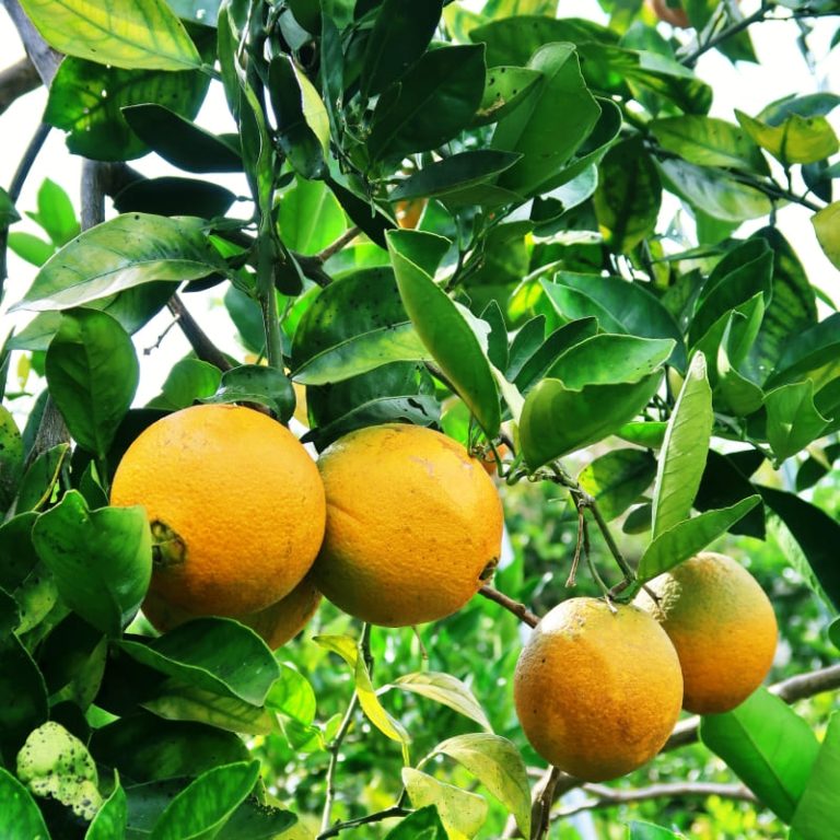 Cam Cara Đà Lạt và cam Cara Trung Quốc phân biệt ra sao