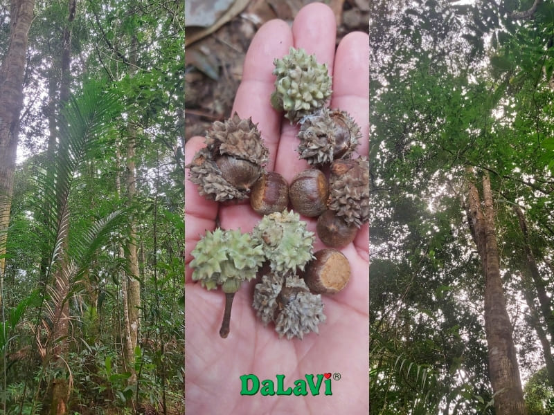 Hạt dẻ rừng Lâm Đồng và những cách chế biến thơm ngon