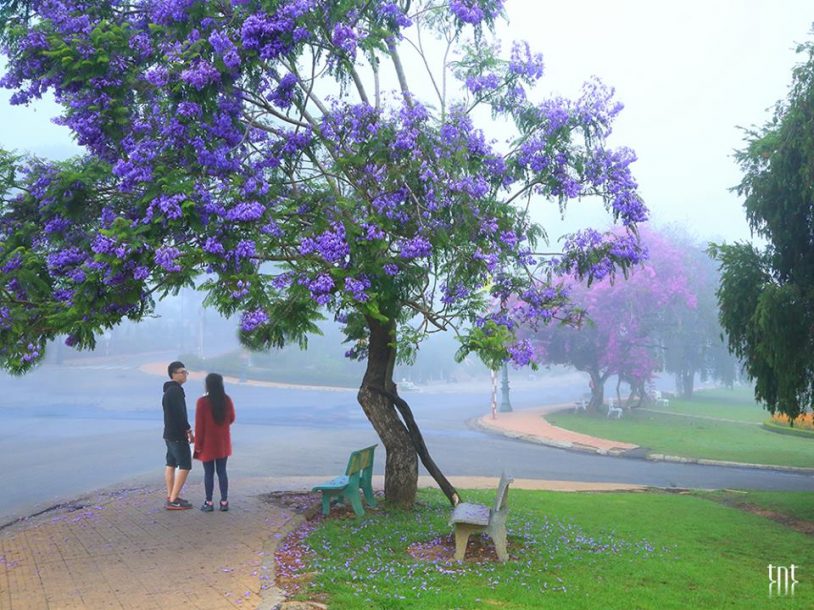 Hoa phượng tím bung nở, Đà Lạt thêm phần lãng mạn