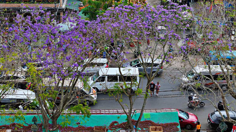 Hoa phượng tím bung nở, Đà Lạt thêm phần lãng mạn