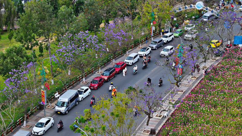 Hoa phượng tím bung nở, Đà Lạt thêm phần lãng mạn