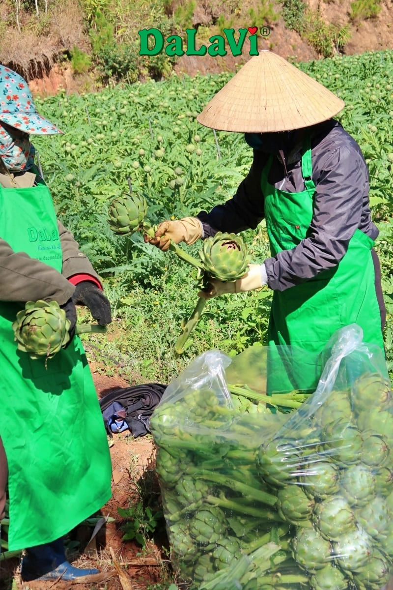 Sơ chế bông atiso không đắng với những mẹo đơn giản