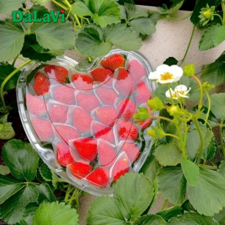 Hộp dâu tây trái tim