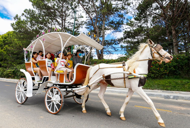 Xe ngựa Đà Lạt sắp ngừng hoạt động quanh hồ Xuân Hương