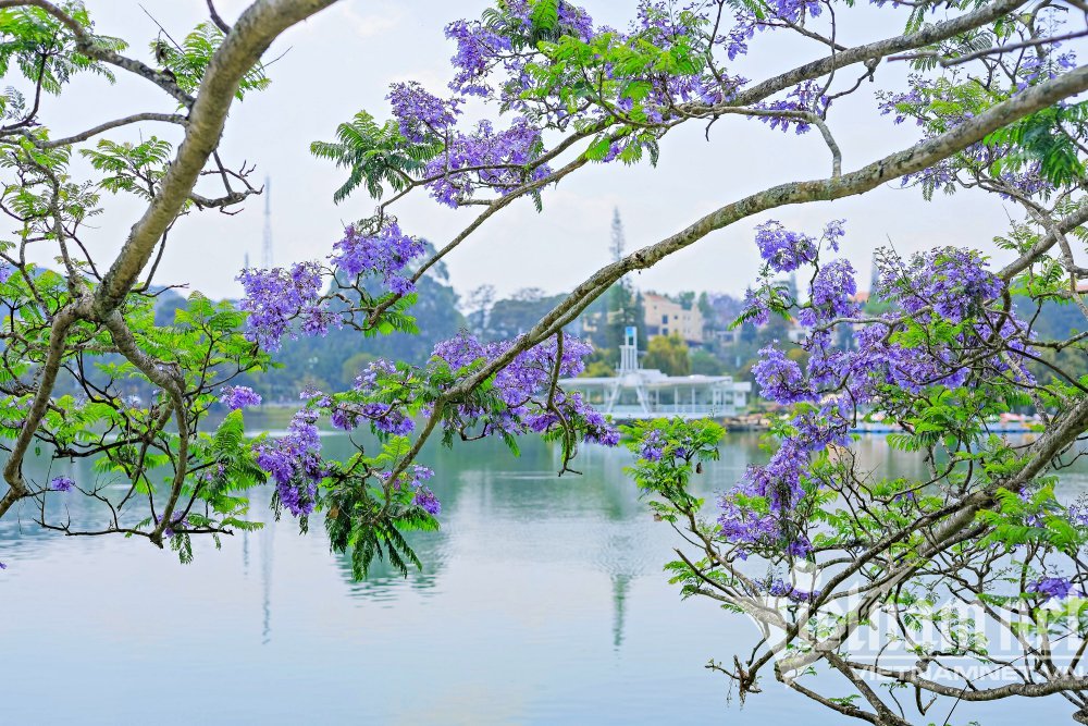 Hoa phượng tím bung nở, Đà Lạt thêm phần lãng mạn