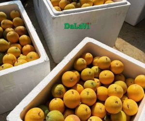 Chanh dây vàng hay chanh dây tím ngon hơn, nên mua ở đâu