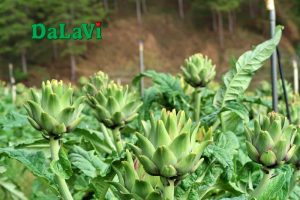 Cách nấu nước bông atiso đơn giản và dinh dưỡng tại nhà