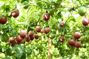 Trái cây đông lạnh mua ở đâu? Đa dạng trái cây tươi ngon
