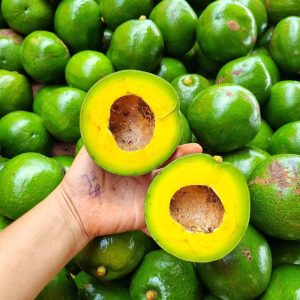 Bơ Booth Lâm Đồng cơm vàng, chất lượng từ nhà vườn 