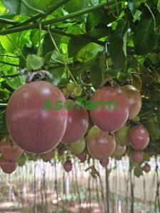 Chanh dây vàng hay chanh dây tím ngon hơn, nên mua ở đâu