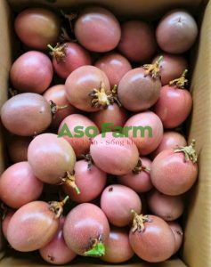 Top trái cây Lâm Đồng nổi tiếng, đặc sắc nên thử 1 lần