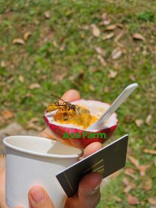 Top trái cây Lâm Đồng nổi tiếng, đặc sắc nên thử 1 lần