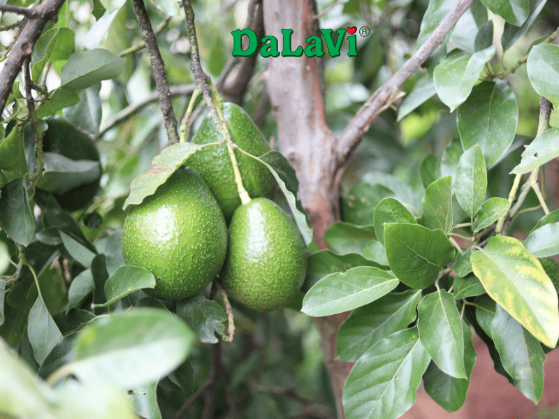 Bơ Booth Lâm Đồng cơm vàng, chất lượng từ nhà vườn 